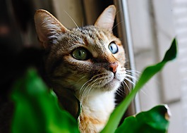 貓,動物,貓眼