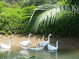鸭,鹅,湖
