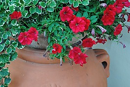 上廁所,花卉,有
