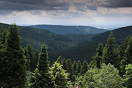 森林,查看,远景