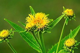 花,黃色,鮮花