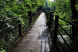 橋,自然,綠色