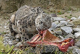 捕食,雪豹,irbis