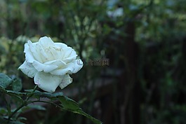 玫瑰,白玫瑰,白