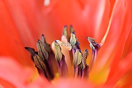 郁金香,花,開花