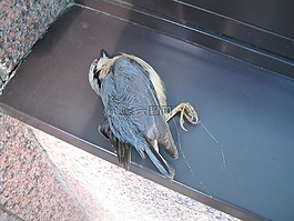 死鳥,鳥,死亡