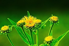 花,黃色,鮮花