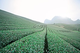 莫克洲茶doi,moc洲山,moc洲 - 兒子拉
