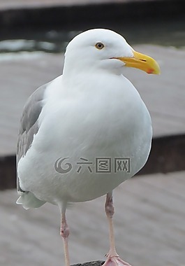 海鷗,鷗,鳥
