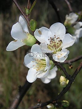 芽,春天,花
