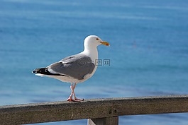 海鷗,海,鳥(niǎo)