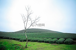 莫克洲茶doi,moc洲山,moc洲 - 兒子拉