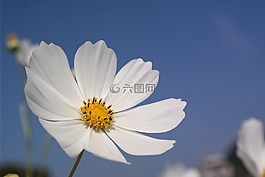 鮮花,宇宙,秋季