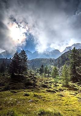森林,山,全景