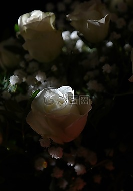 玫瑰,白,花