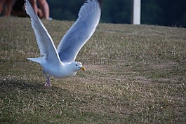 海鷗,海,鳥(niǎo)