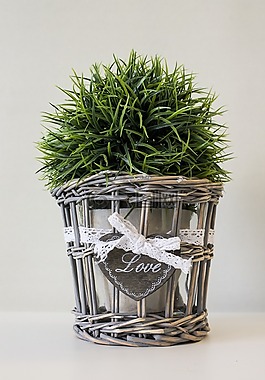 假植物,蘆葦,花盆