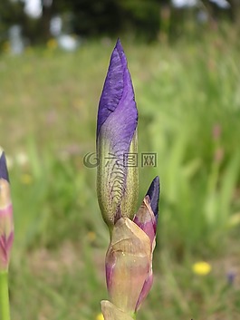 花,虹膜,芽