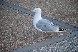 海鷗,海,鳥(niǎo)