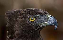 鷙鳥,阿德勒,動物世界