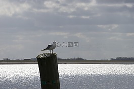 北海,水,海