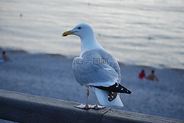 海鷗,海,鳥(niǎo)