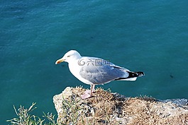 海鷗,海,鳥
