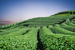 莫克洲丘陵茶,莫克洲茶doi,山茶樹
