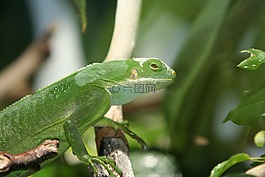野生動物,葉,動物