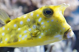 魚,水下,海