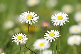鵝花,性質(zhì),鮮花