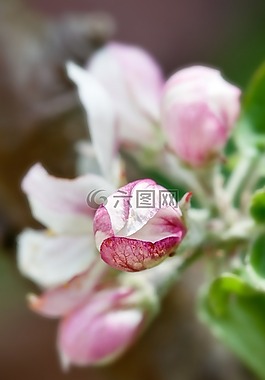 開花,蘋果花,蘋果樹