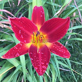 花,上午,露水