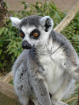 動物,毛皮,灰色