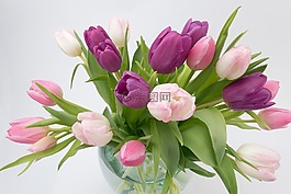 郁金香,郁金香花束,春天的花