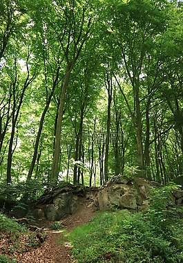 森林,樹木,性質(zhì)