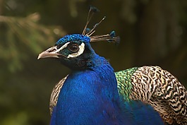 孔雀,羽毛,鳥
