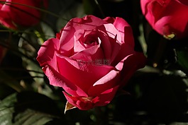 玫瑰,紅色,花