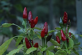 辣椒粉,辣椒,小辣椒