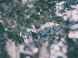 綠色,植物,藍(lán)莓