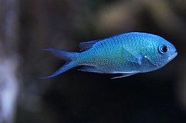 schwalbenschw?nzchen,魚(yú),淺藍(lán)色