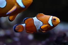 尼莫,小丑魚,魚