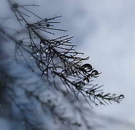 冬天,雪,自然