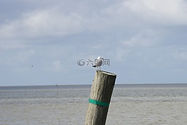 北海,水,海