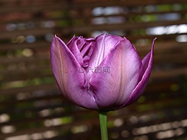 花,自然,植物區(qū)系