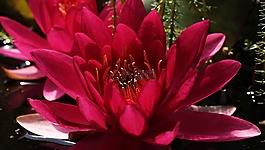 睡蓮,獨(dú)獨(dú)黃,水生植物