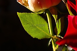 罗森布拉特,花,厂