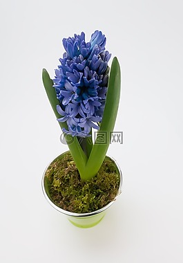 风信子,asparagaceae,芦笋厂