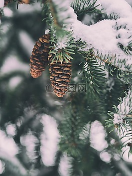 松,錐,雪