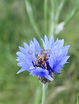 花,蜜蜂,性質(zhì)